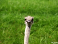 33656Le - Zoo photography trip with Don - Ty - Ostrich.JPG